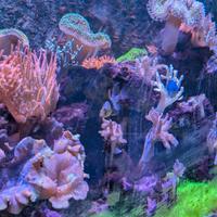 acquario marino 100*55