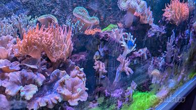 acquario marino 100*55