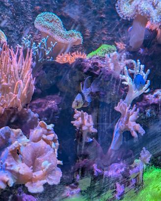 acquario marino 100*55