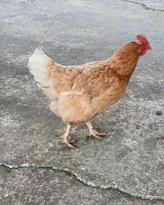 gallina ovaiola rossa