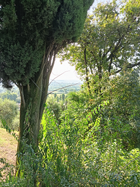 Casa nel bosco