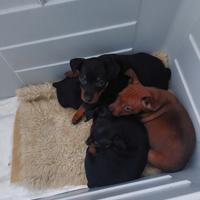 Cuccioli pinscher