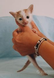 Gattina microscopica,occhi azzurroVerde,dolcissima