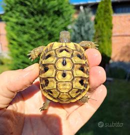 Testudo Hermanni di tutte le taglie
