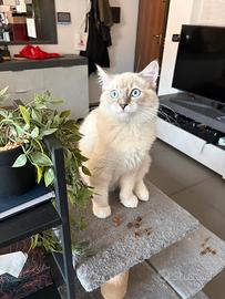 Naiadi (Ragdoll con pedigree ENFI )