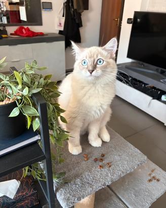 Naiadi (Ragdoll con pedigree ENFI )