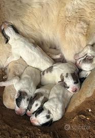 Nati cuccioli cane da montagna dei Pirenei