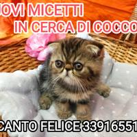 Cuccioli di persiano ed esotici