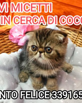 Cuccioli di persiano ed esotici