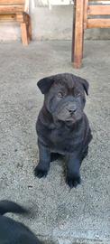 Cuccioli incrocio tra Sharpei e Akita