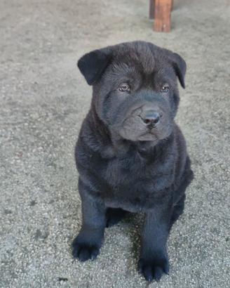 Cuccioli incrocio tra Sharpei e Akita