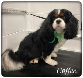 Cavalier king femmina per accoppiamento