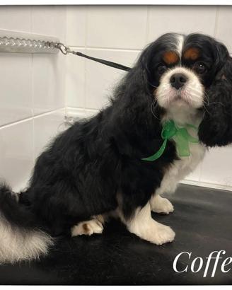 Cavalier king femmina per accoppiamento