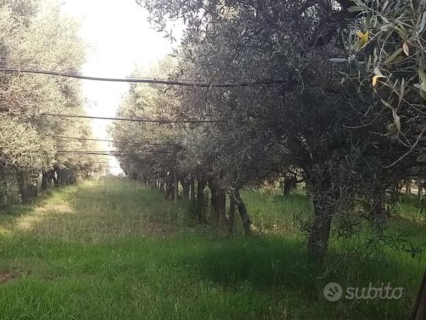 Fondo di estensione pari a 3 ettari