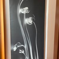 Canvas quadro