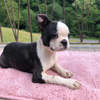 Cuccio amorevoli AA di boston terrier