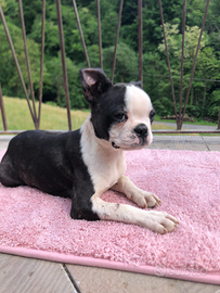 Cuccio amorevoli AA di boston terrier