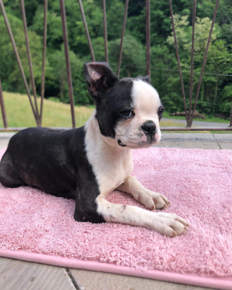 Cuccio amorevoli AA di boston terrier