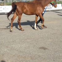 Cavallo Angloarabo