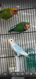 Coppia inseparabili