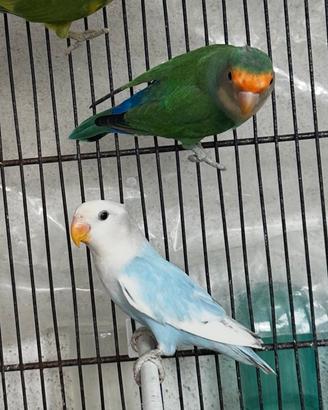 Coppia inseparabili