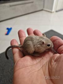 Gerbillo della mongolia