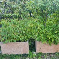 Vasi Cemento con siepe di Photinia
