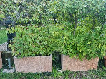 Vasi Cemento con siepe di Photinia