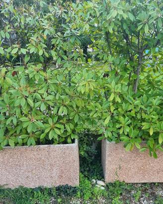 Vasi Cemento con siepe di Photinia