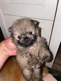 Spitz Pomerania nano