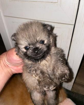 Spitz Pomerania nano