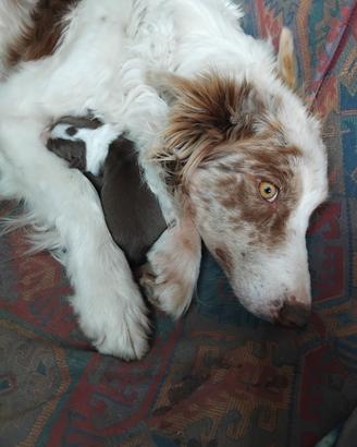 Cuccioli pastore Australiano e border collie