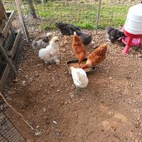 Galline