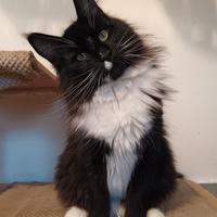 Femmina Maine coon adulta sterilizzata