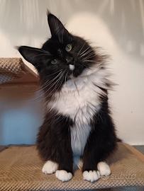 Femmina Maine coon adulta sterilizzata
