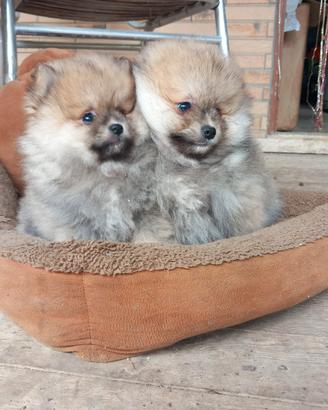 Spitz di pomerania