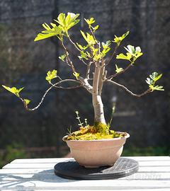pre bonsai di fico