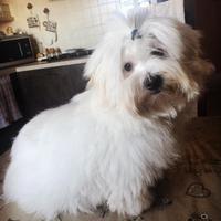 Cane coton de tulear