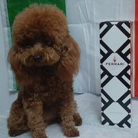 Barboncino Toy Red X Monte