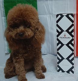 Barboncino Toy Red Pedigree Enci X Monte