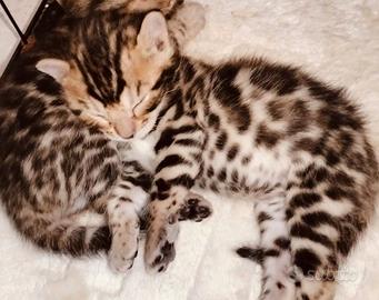 Cuccioli di bengala con pedigree