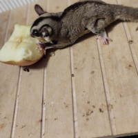 Petauri dello zucchero