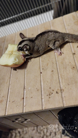 Petauri dello zucchero