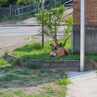 American staffordshire