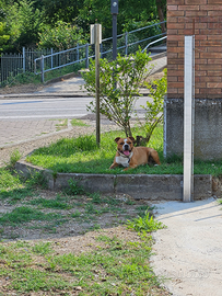 American staffordshire