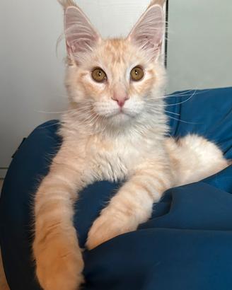 Maine Coon Allevamento con affisso Code D'ar
