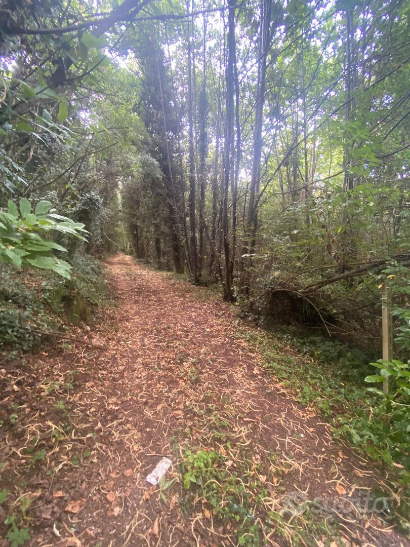 Terreno agricolo (BOSCO CEDUO) - Ansicht 5