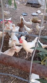 Gallo Livornese