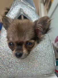 Chihuahua toy