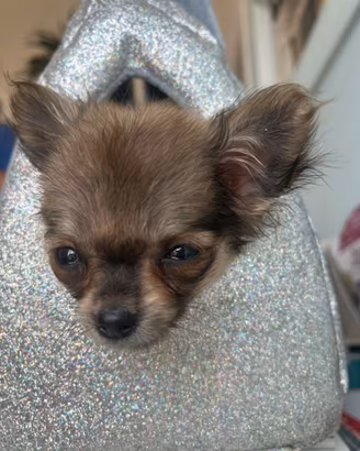 Chihuahua toy